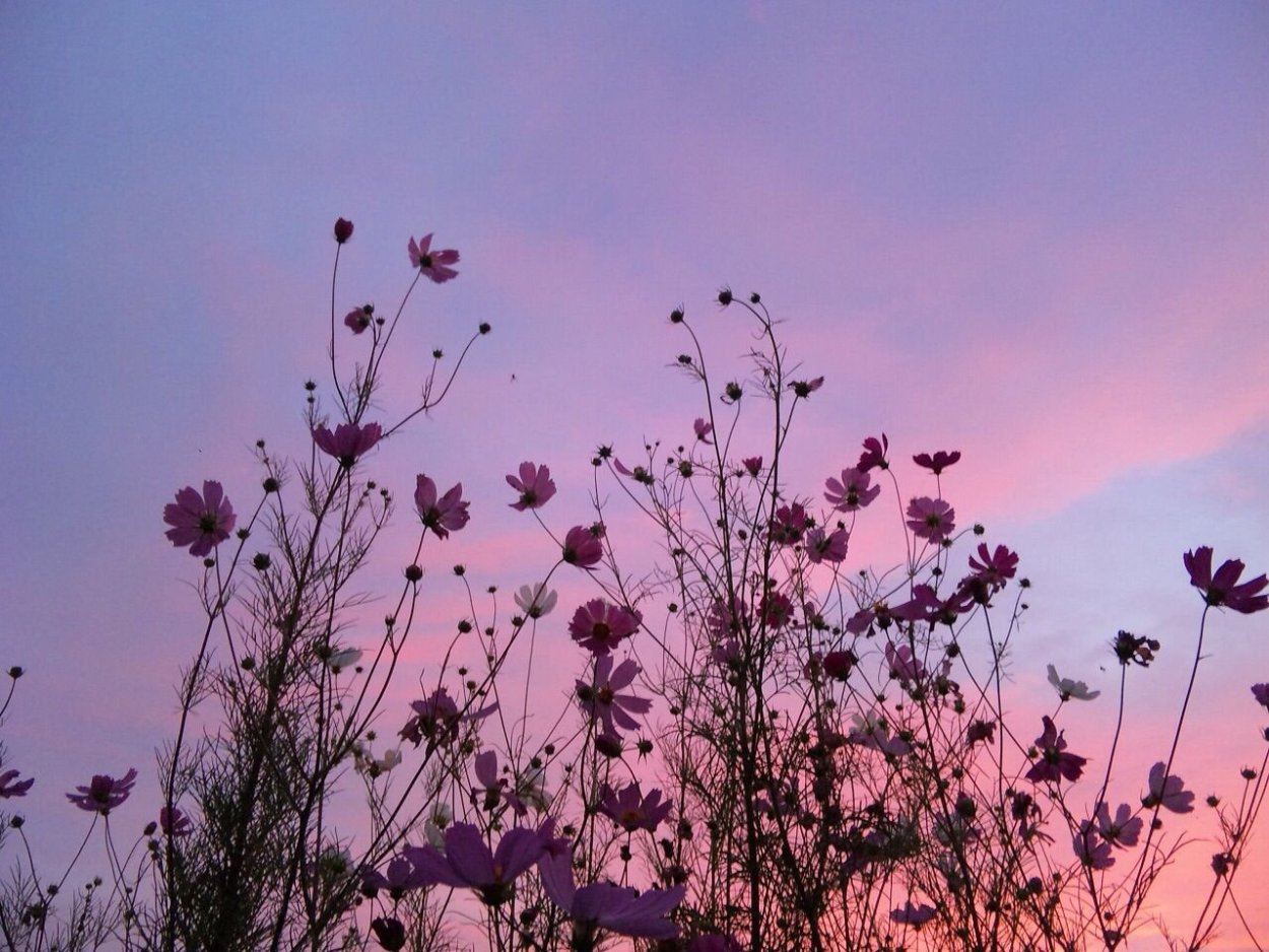 Кипрей Ботанический атлас