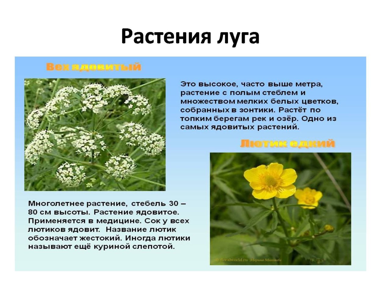 Сыть Микели