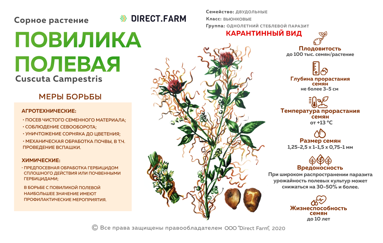 Осот Луговой