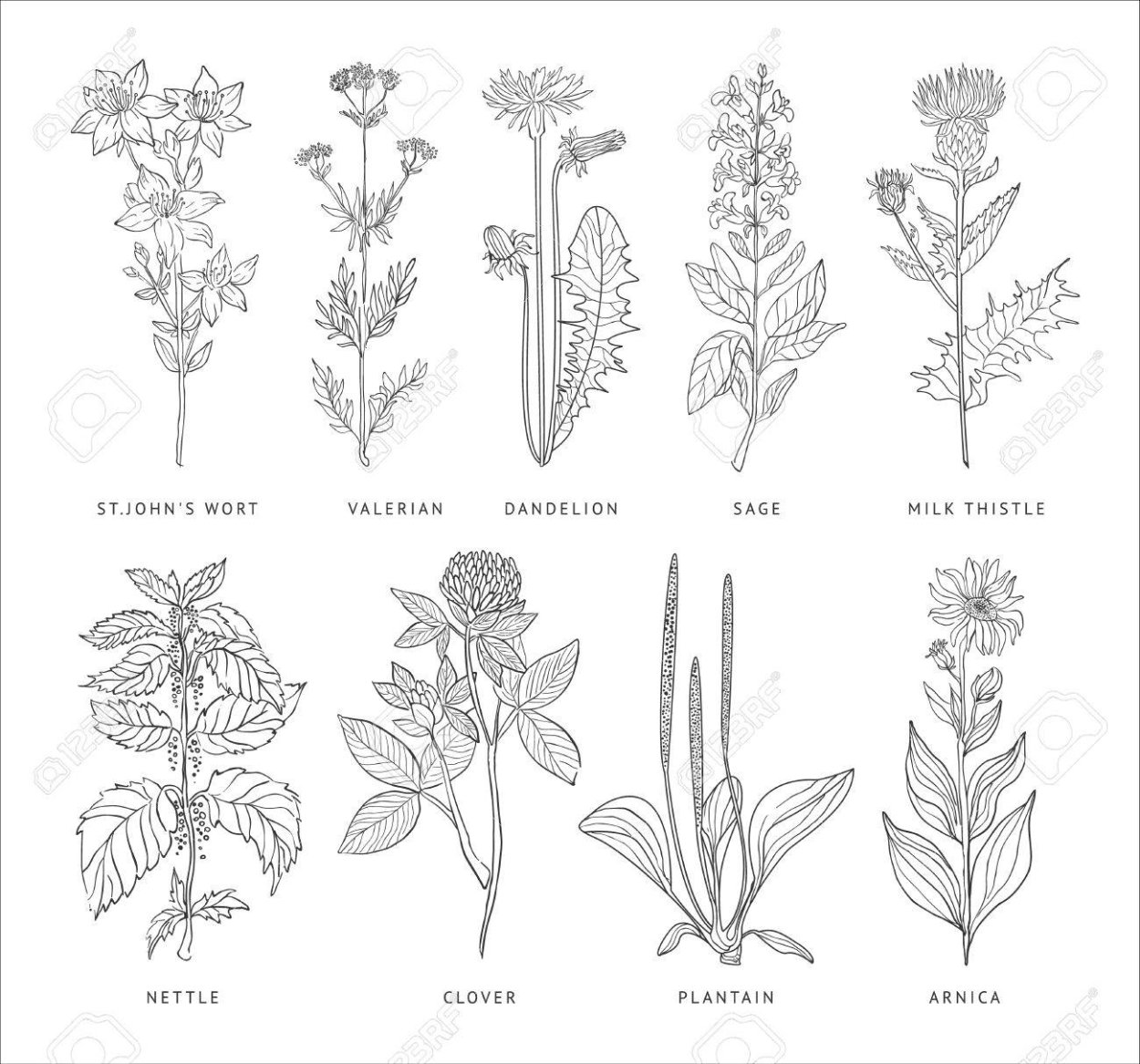 Аконит джунгарский (борец, башмачки).