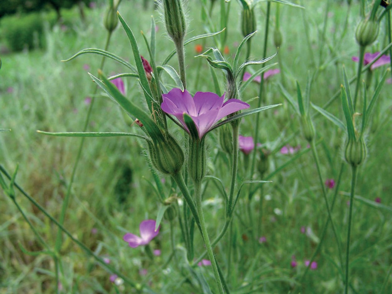 Лютик едкий ботаника