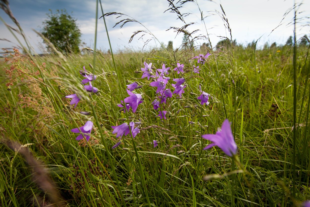 Полевые цветы названия