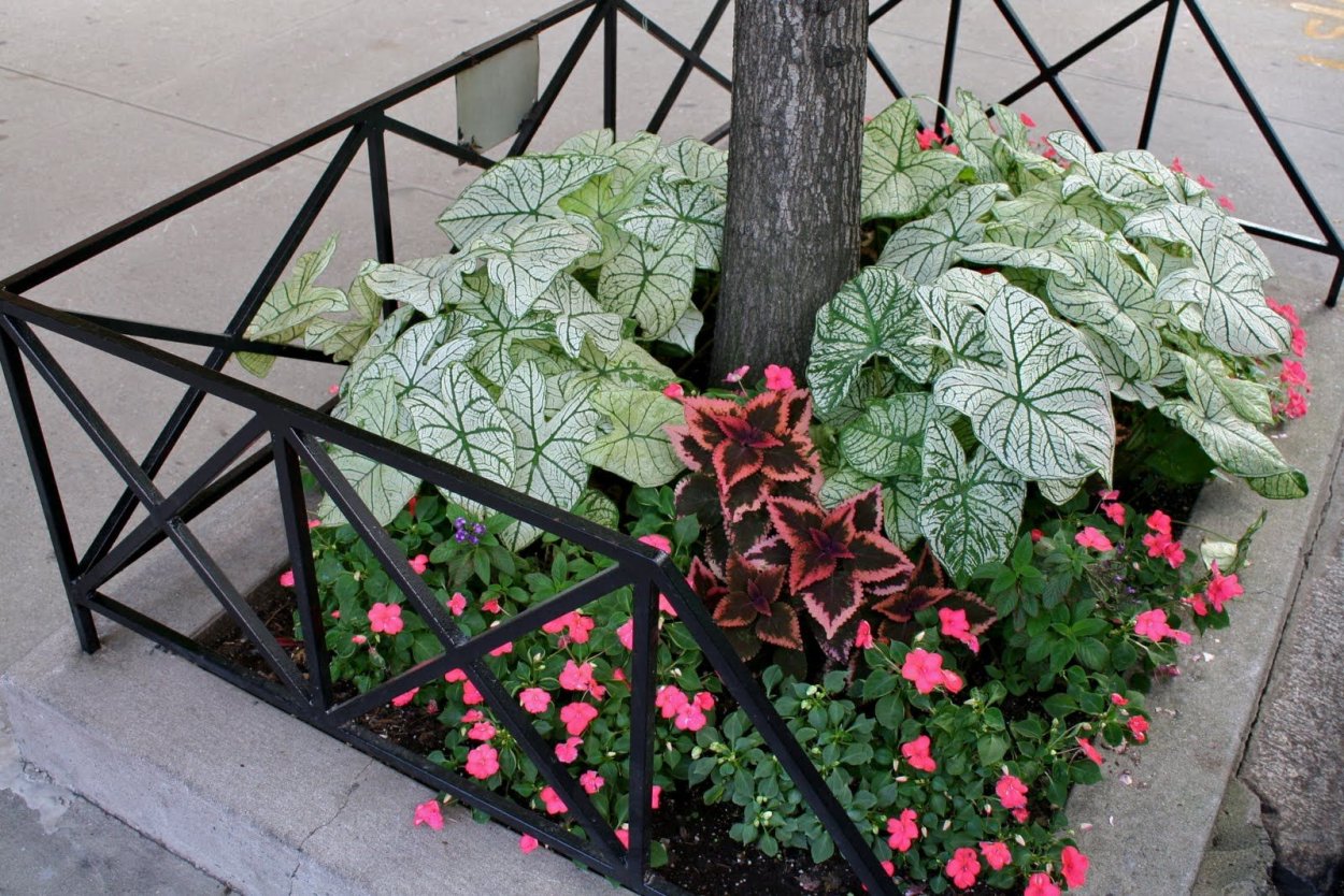 Каладиум на клумбах