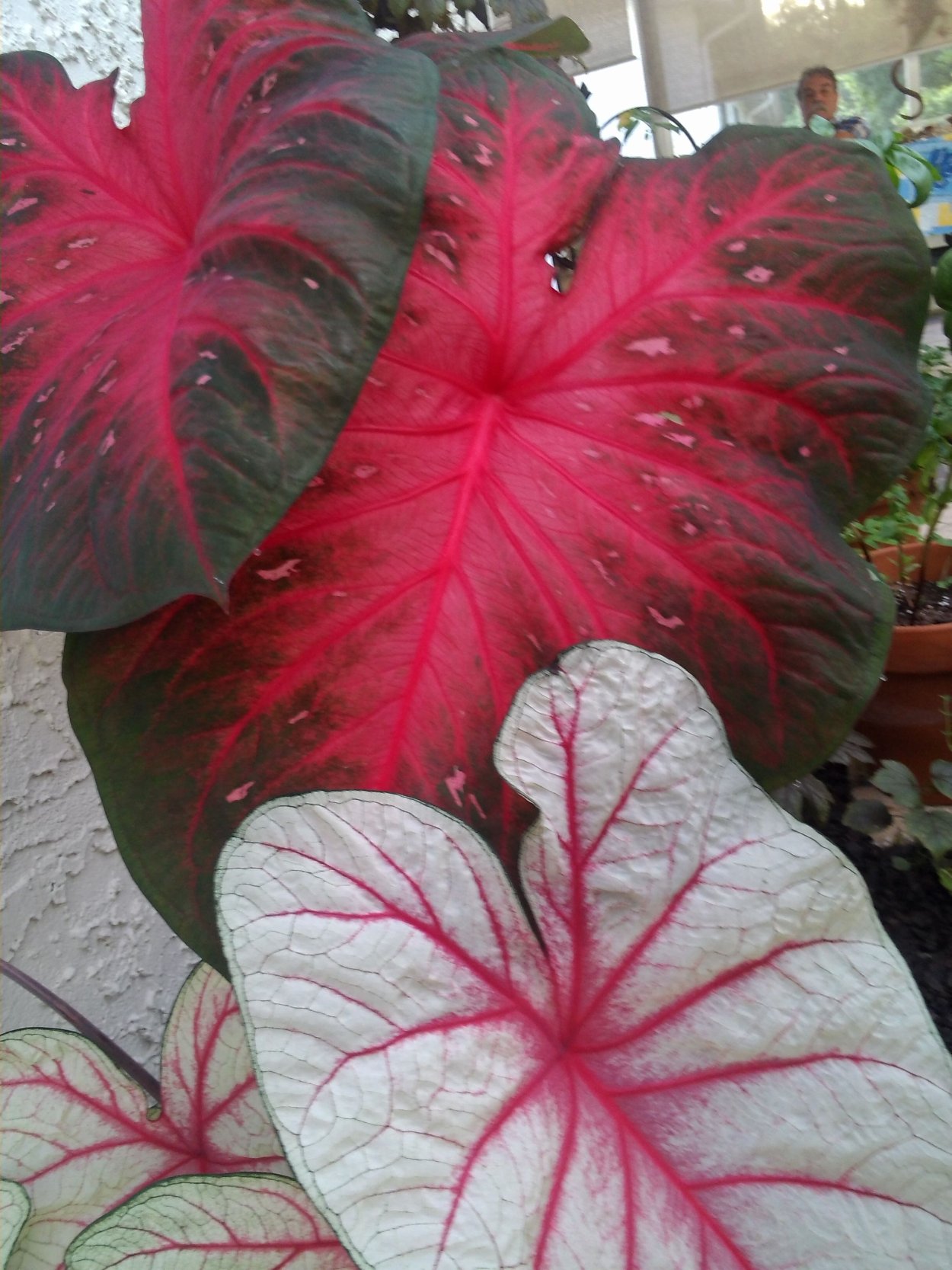 Каладиум Пинк джем