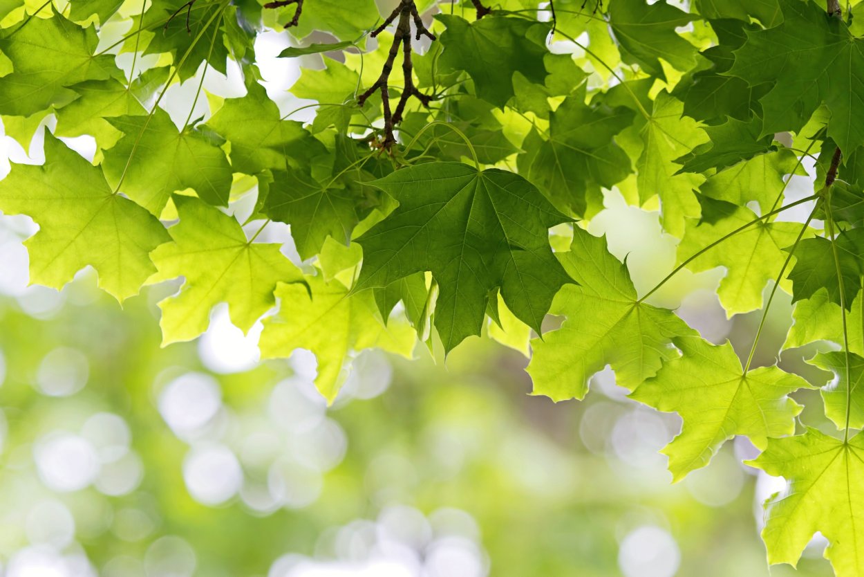 Листва деревьев