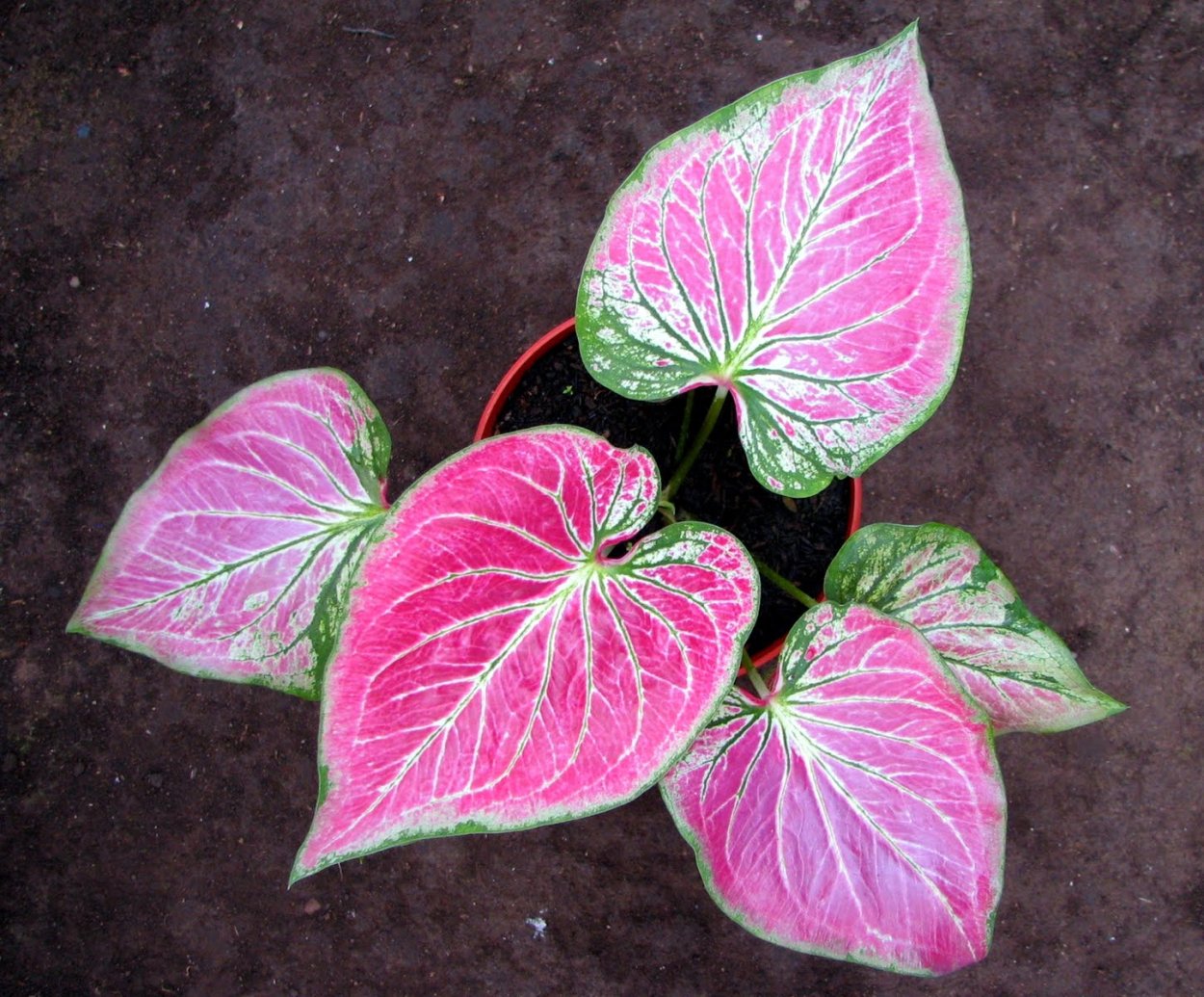 Каладиум цветок Валентина