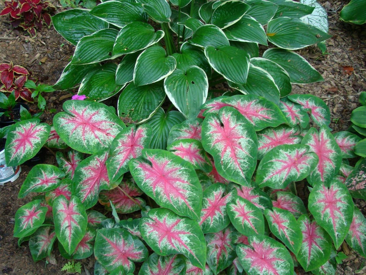 Каладиум autumn Beauty