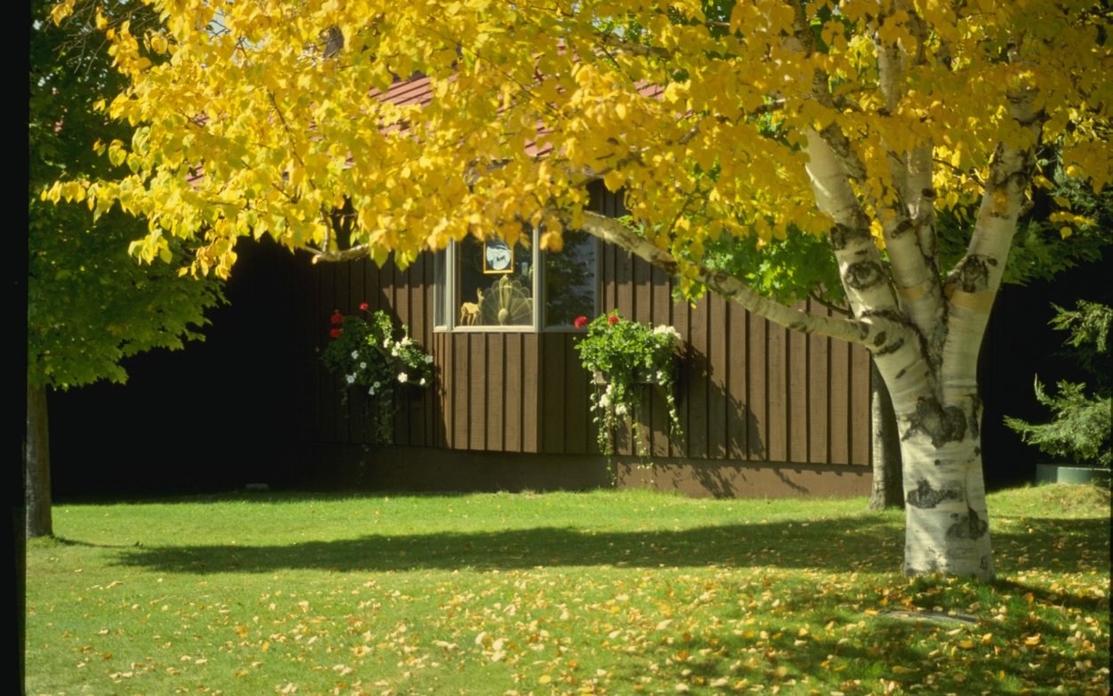 Газон осенью