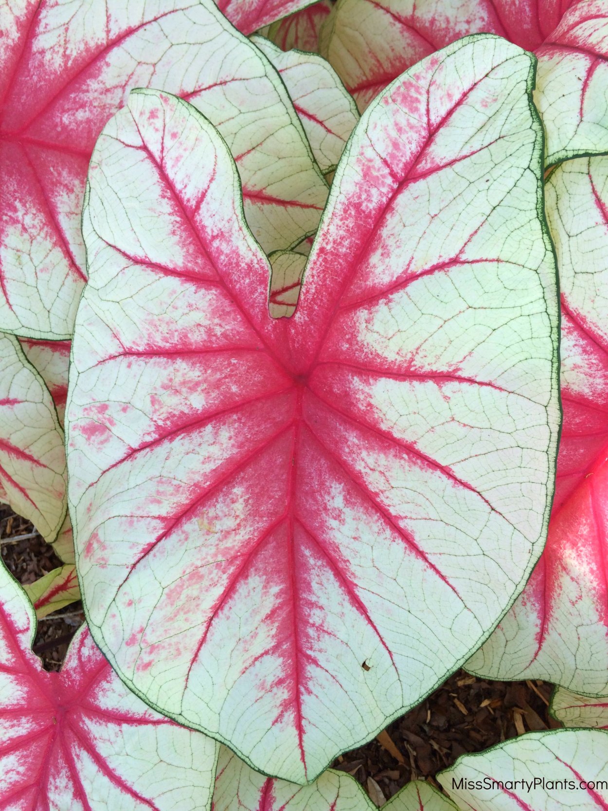 Каладиум черри блоссом