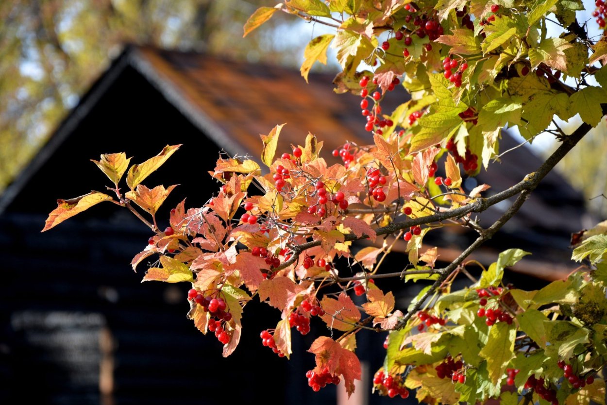 Калина клен