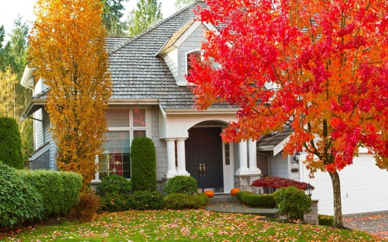 Дом с кленом