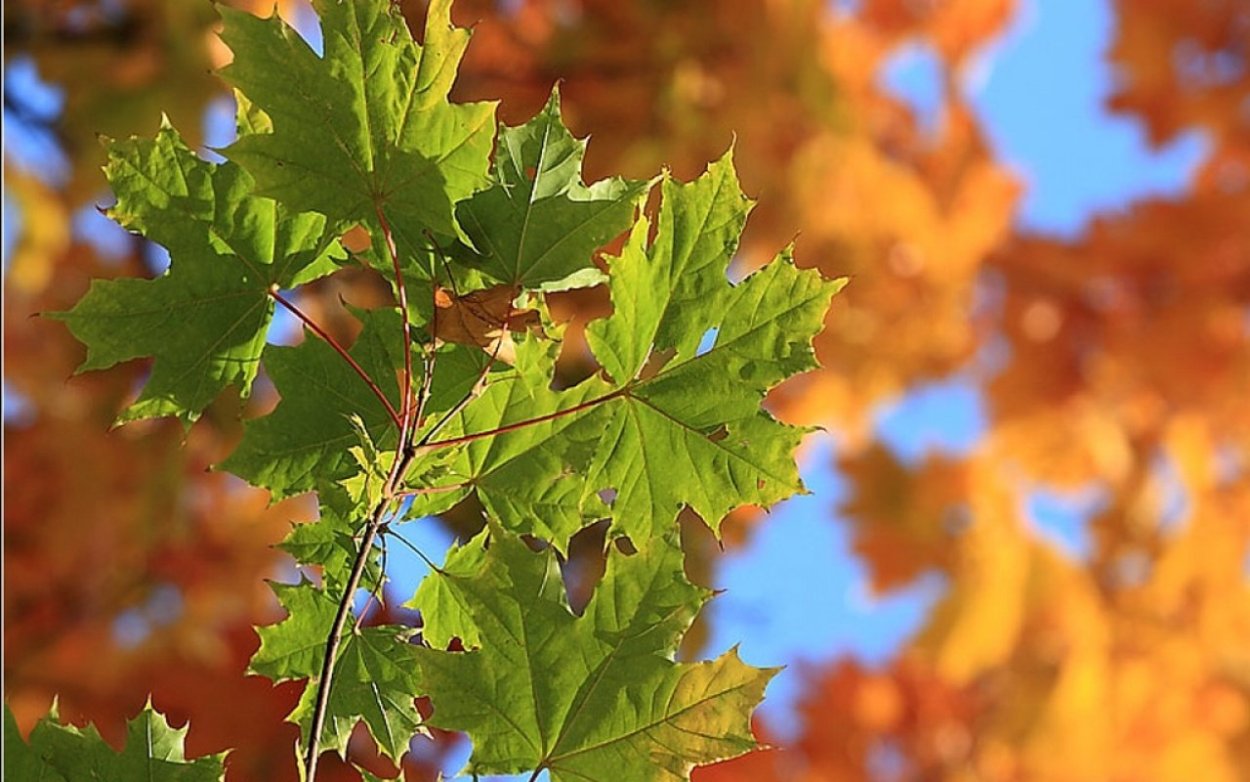 Клен наблюдение осенью