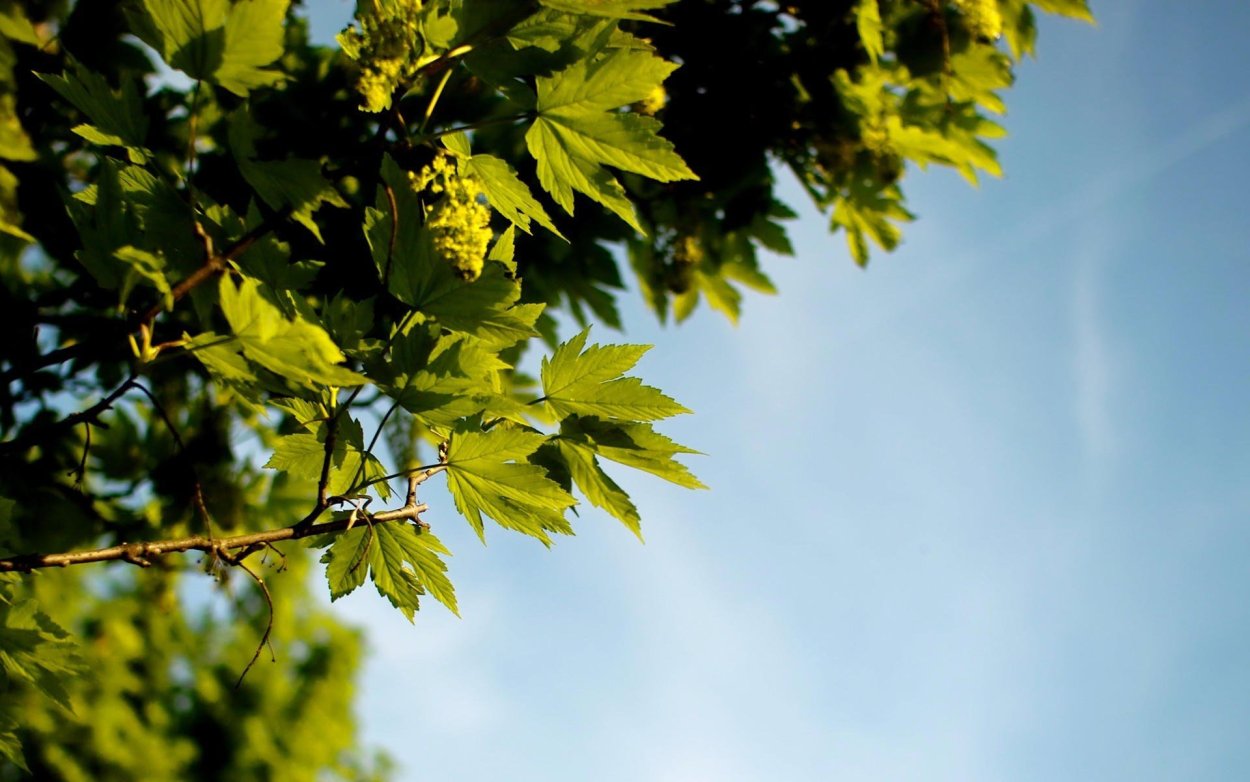 Раскудрявый клен зеленый лист резной