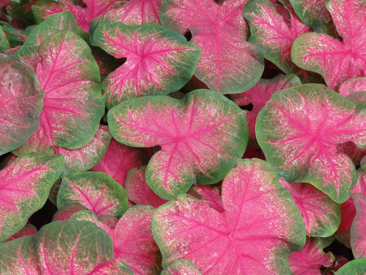 Каладиум цветок