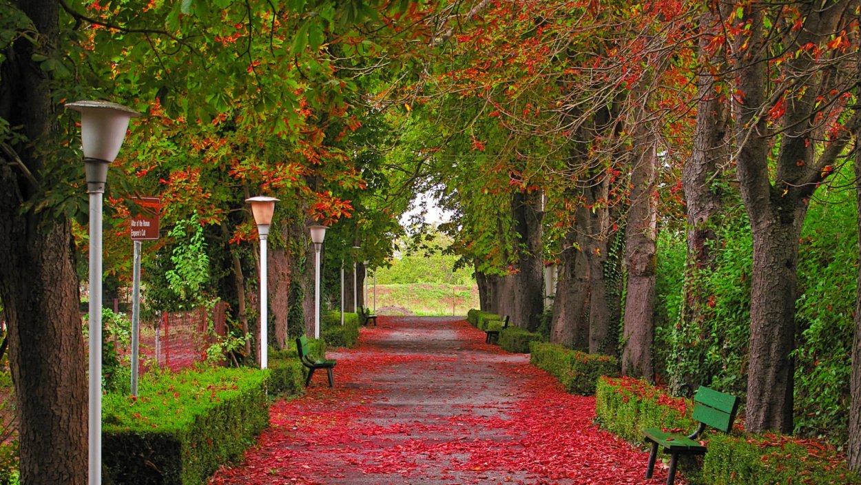 Осень Кленовая аллея сад