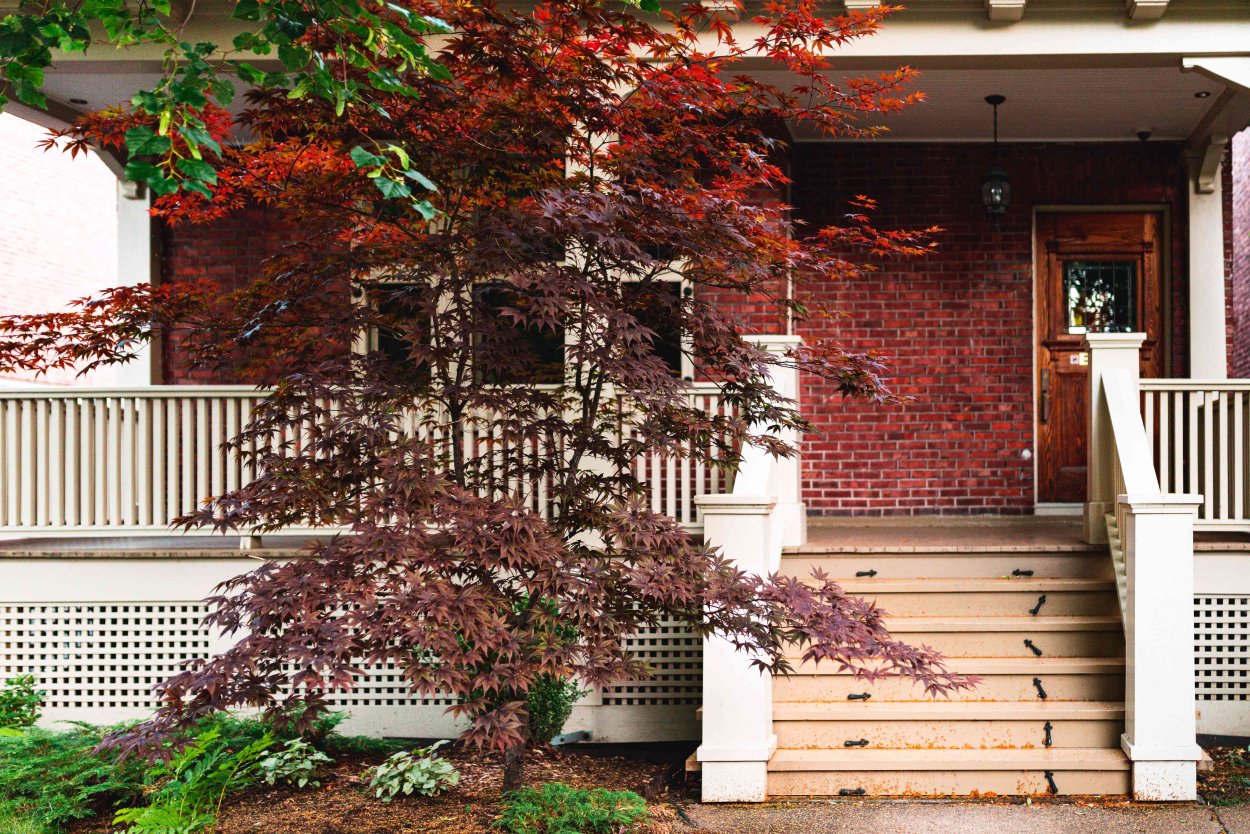 Клен во дворе