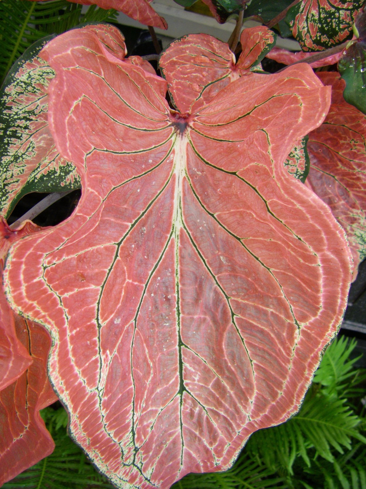 Каладиум Pink Gem