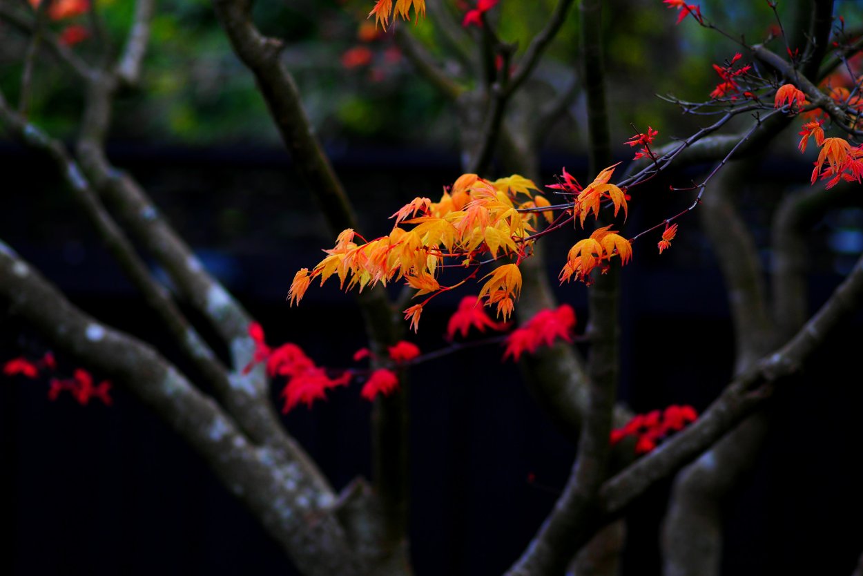 Ветка клена осеннего