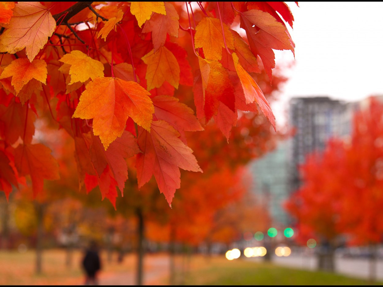 Осень в городе