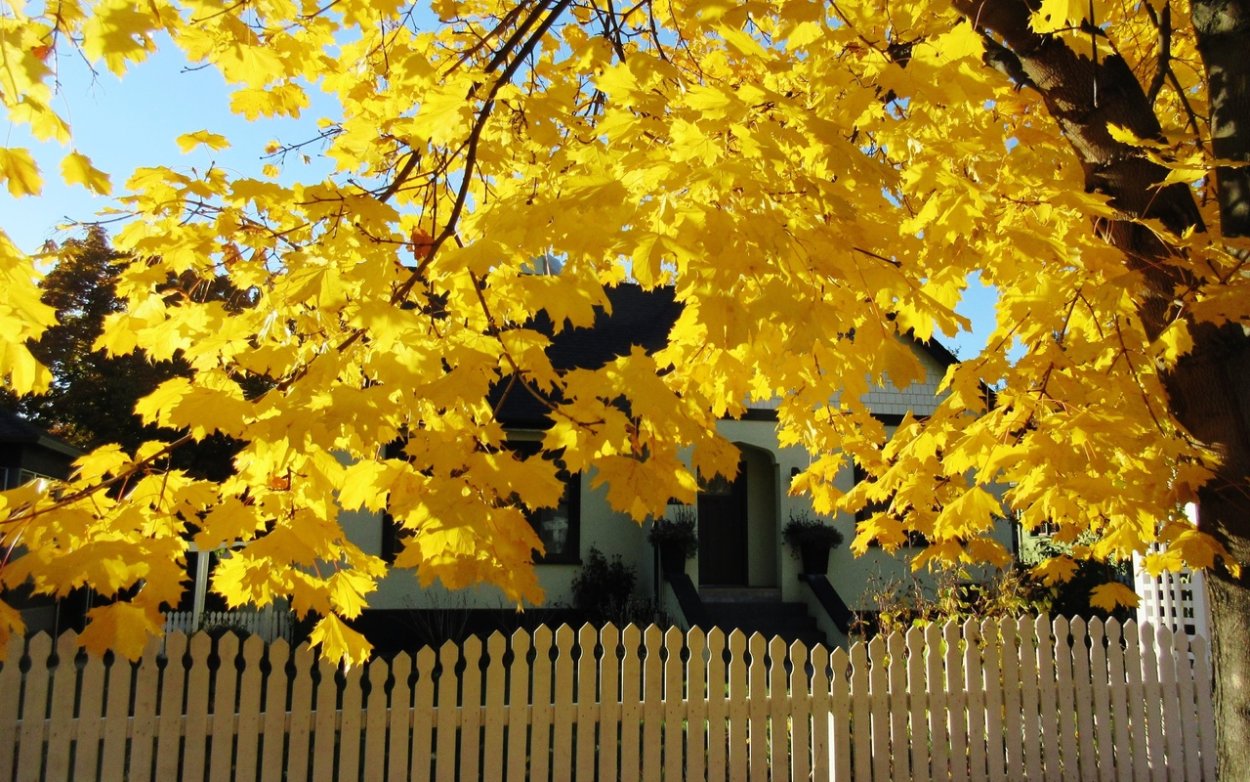 Клен желтый осенью