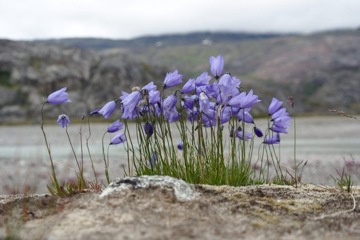 Арктические цветы