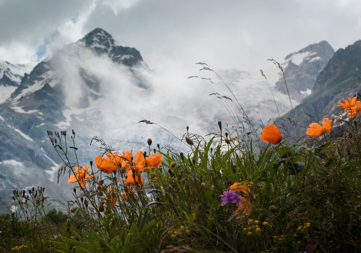 Терскол Альпийские Луга