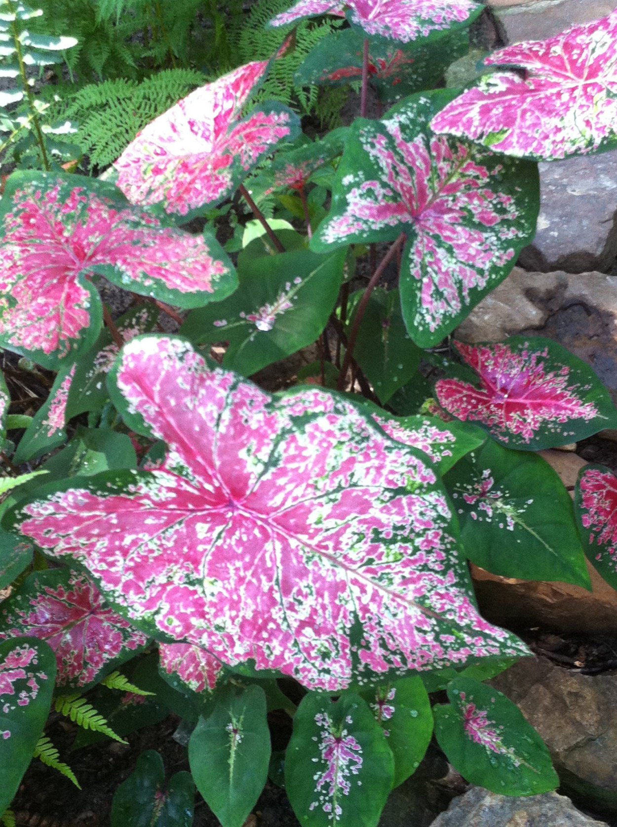 Почему сворачивается лист у каладиума