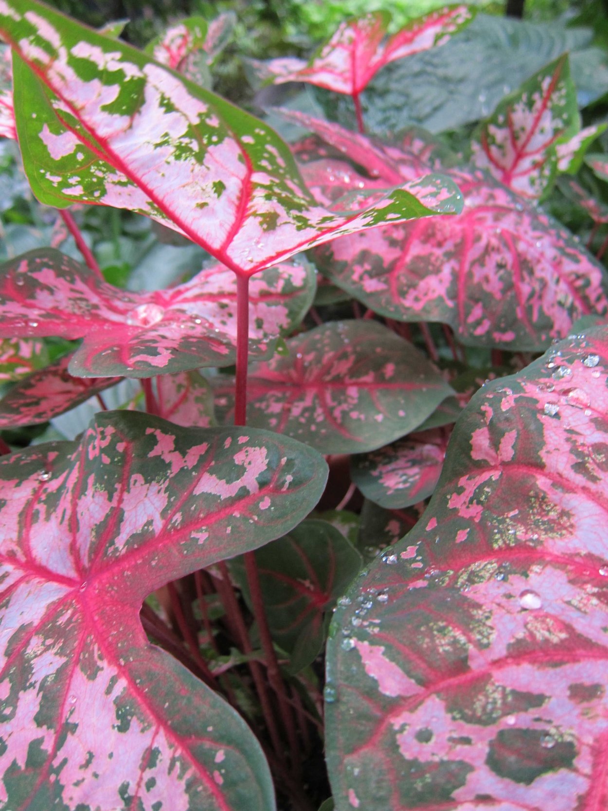 Каладиум биколор