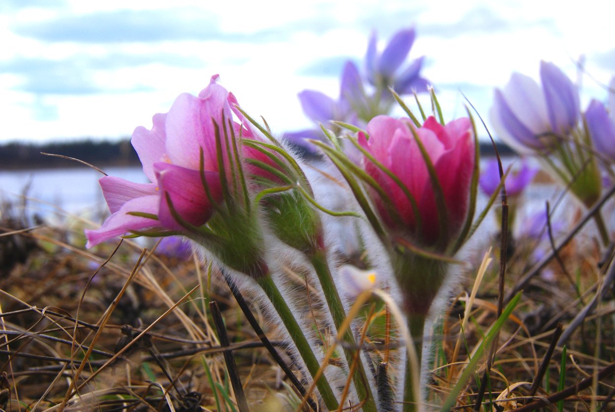Подснежники Якутии