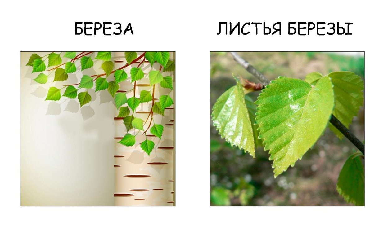 Береза повислая Тристис