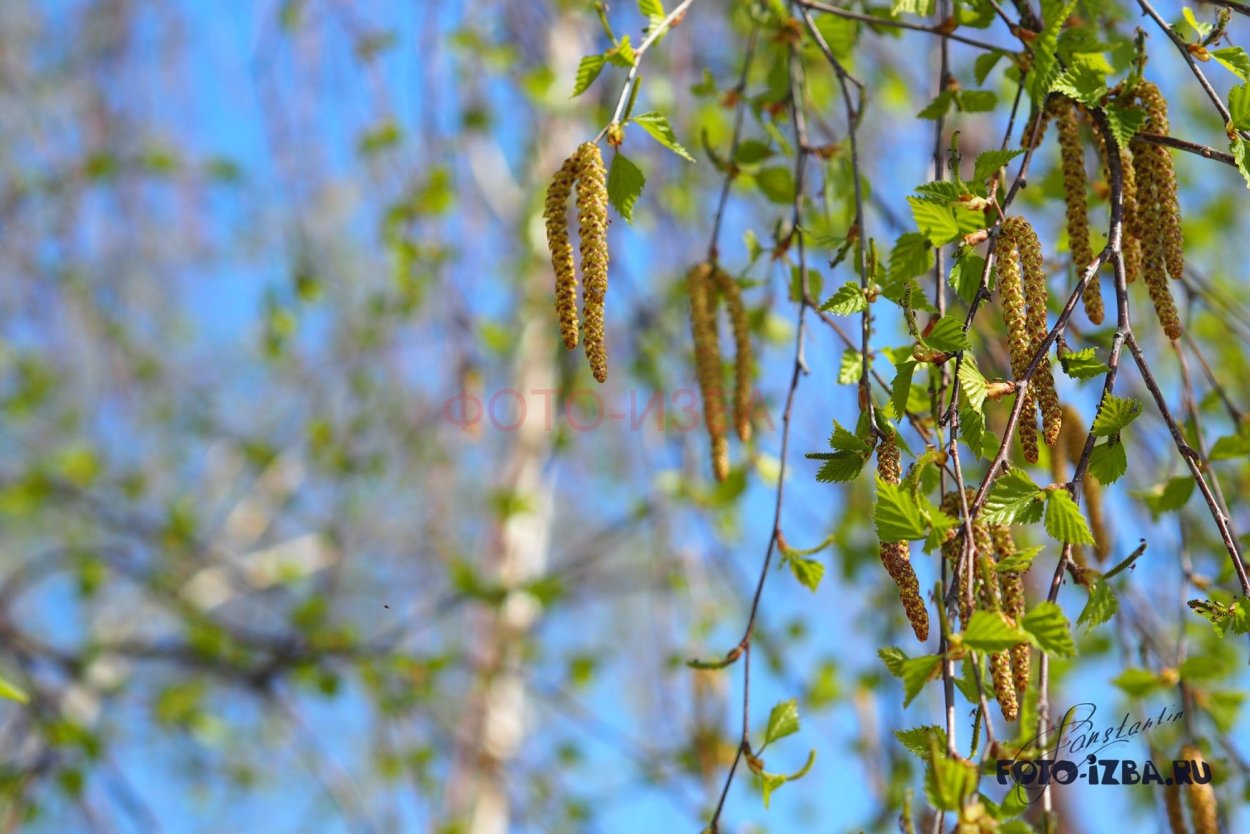 Подрастающие Березки