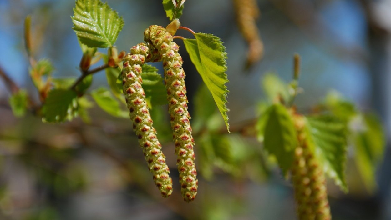 Троица берёзовые бруньки