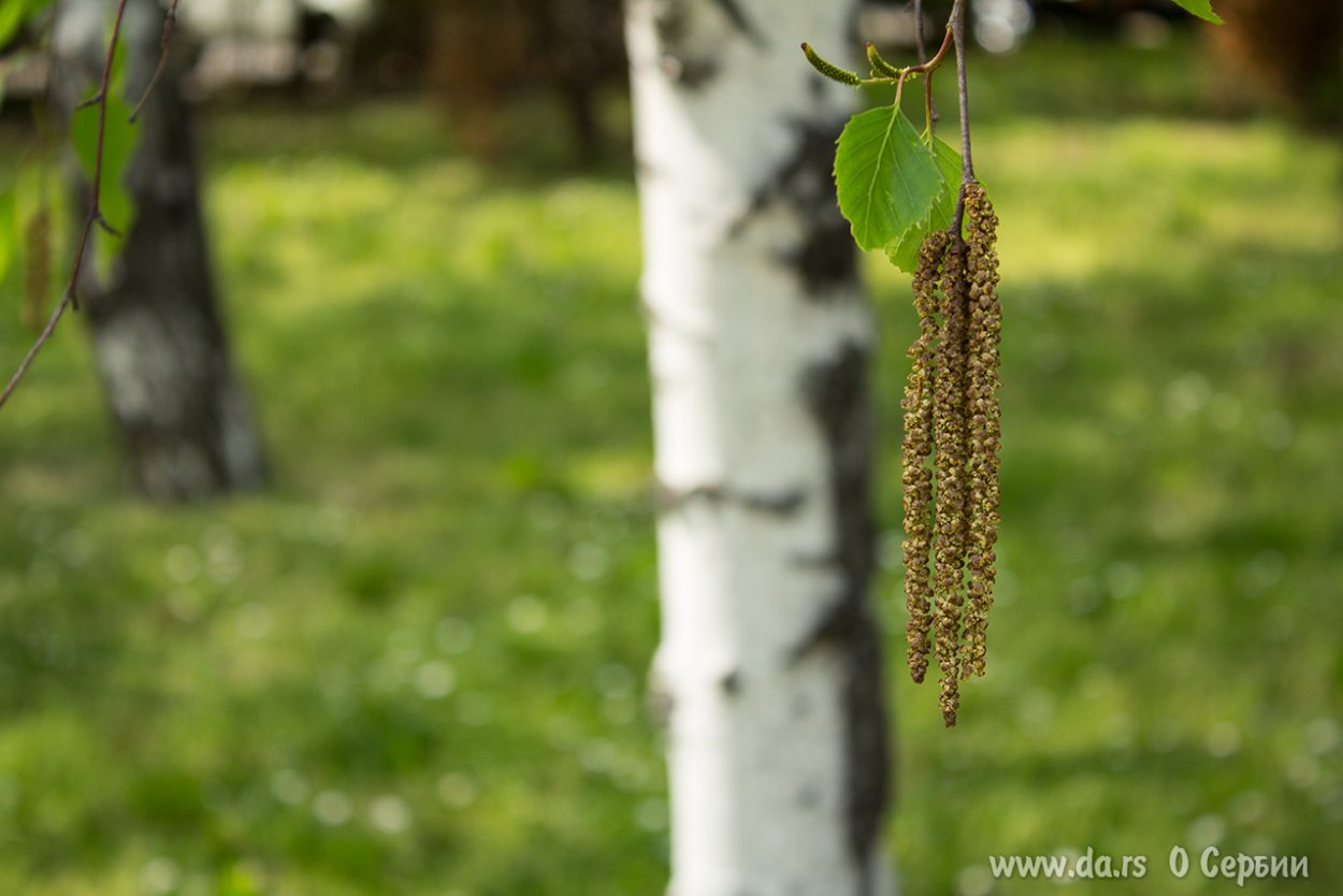 Цветковые деревья и кустарники