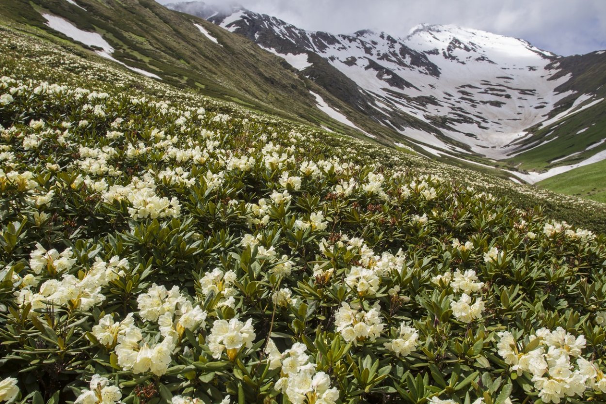 Цветение рододендрона Лаго Наки