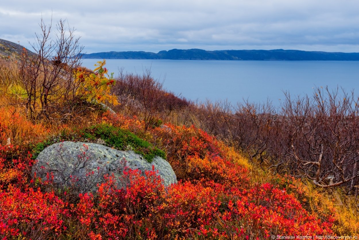 Тундра Кольского полуострова