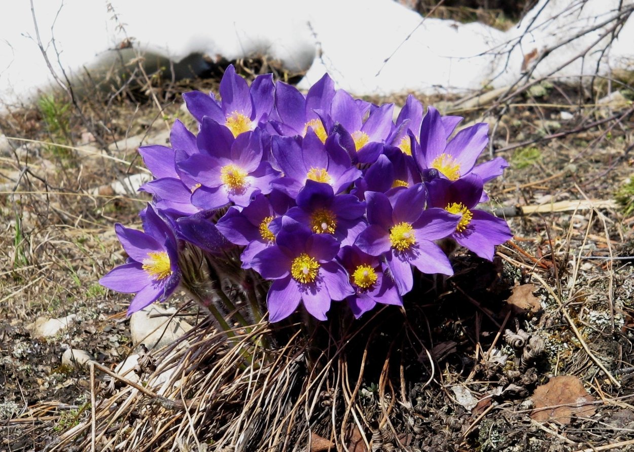 Сон трава прострел якутские подснежники