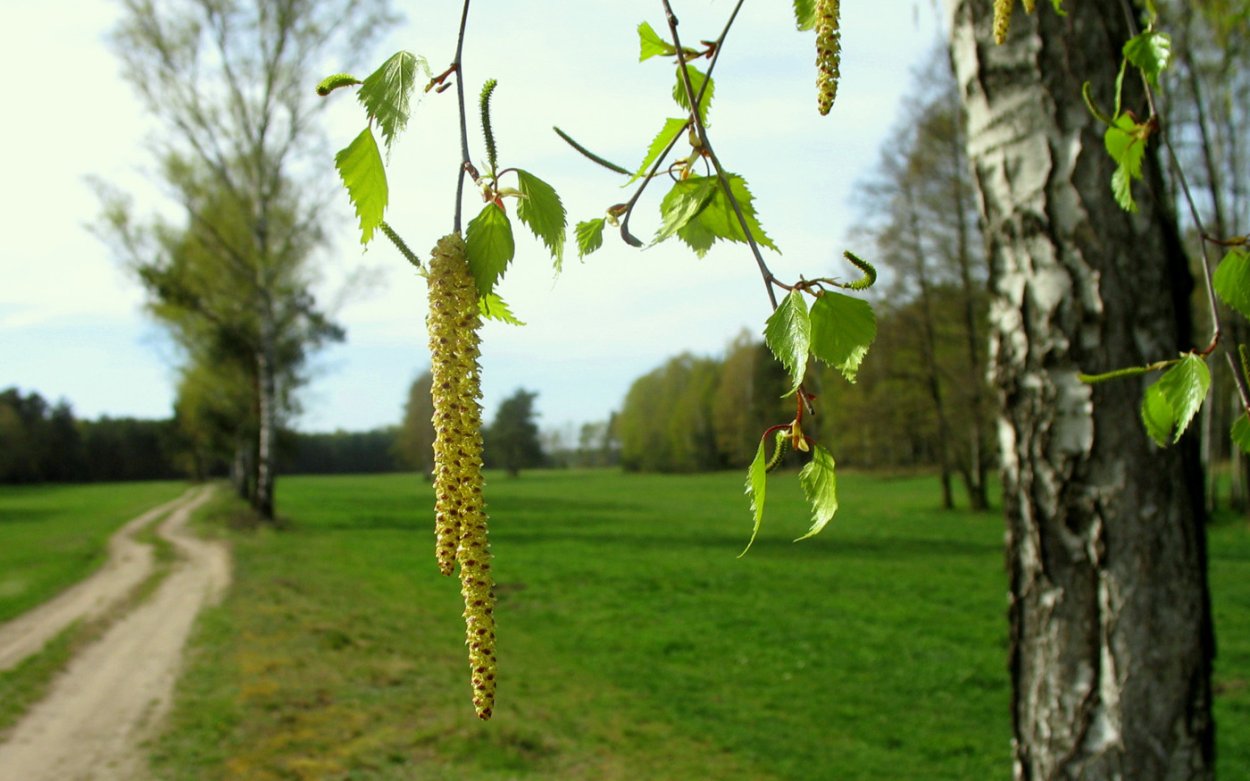 Веточка березы с сережками