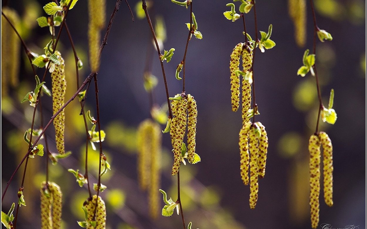 Исаак Левитан Березовая роща