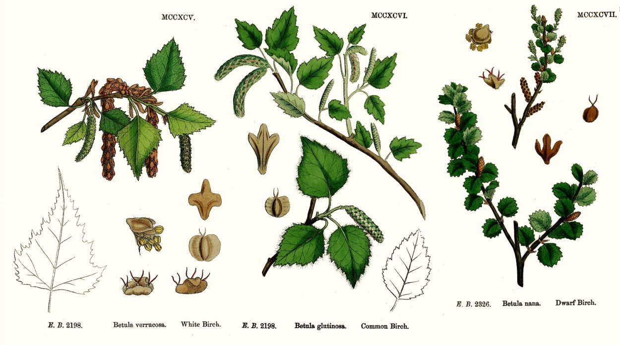 Ствол березы