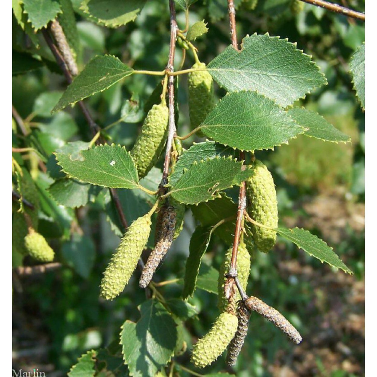 Кизильник блестящий схема посадки