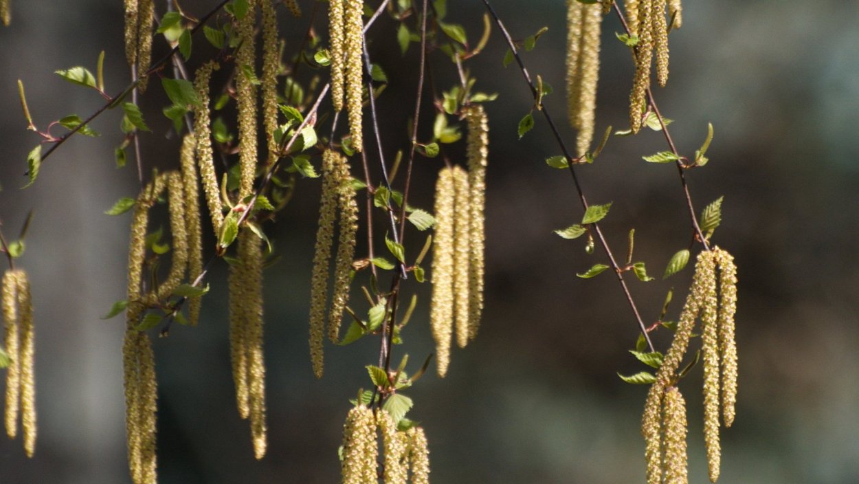 Канадская береза