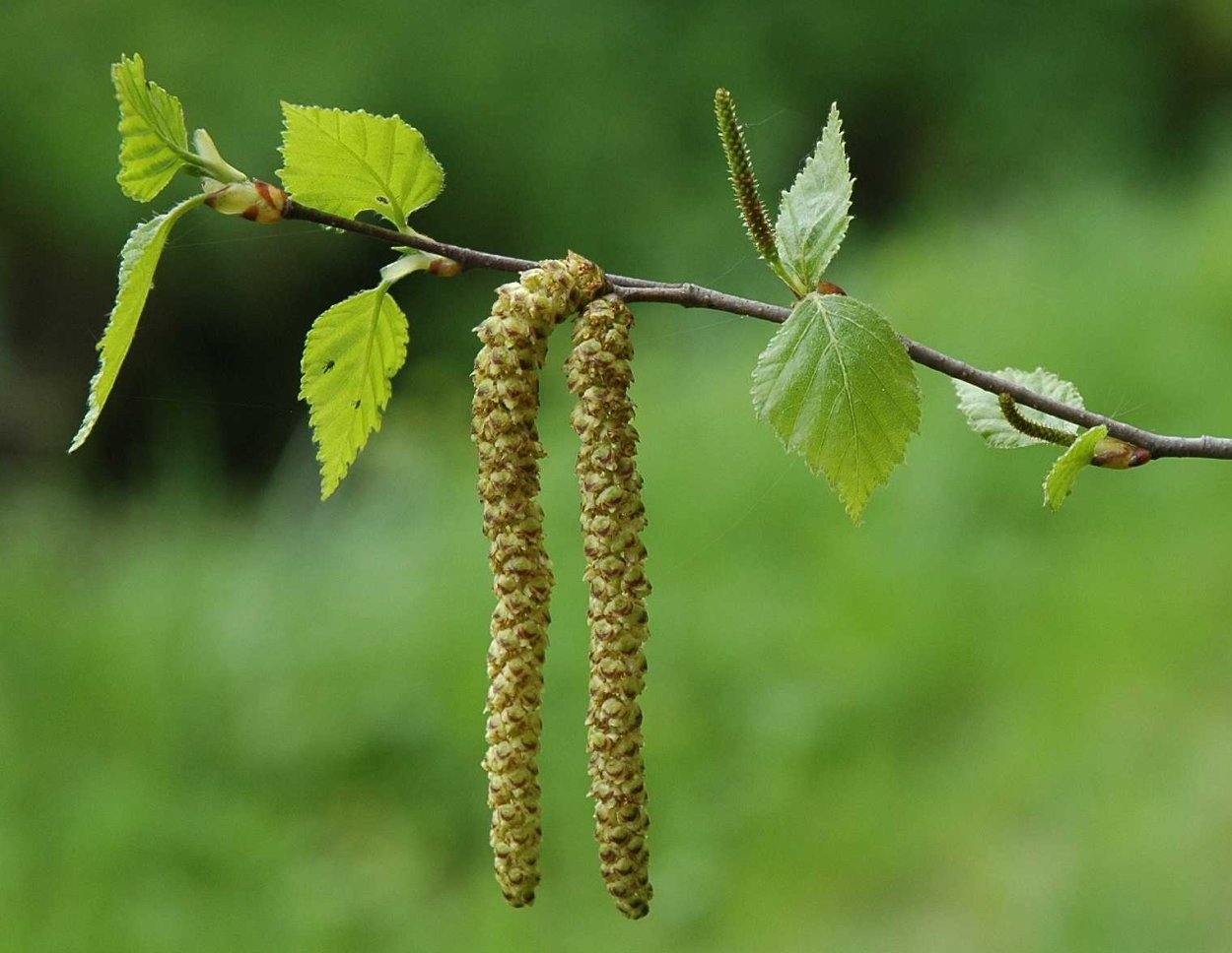 Березовая роща Заболотский