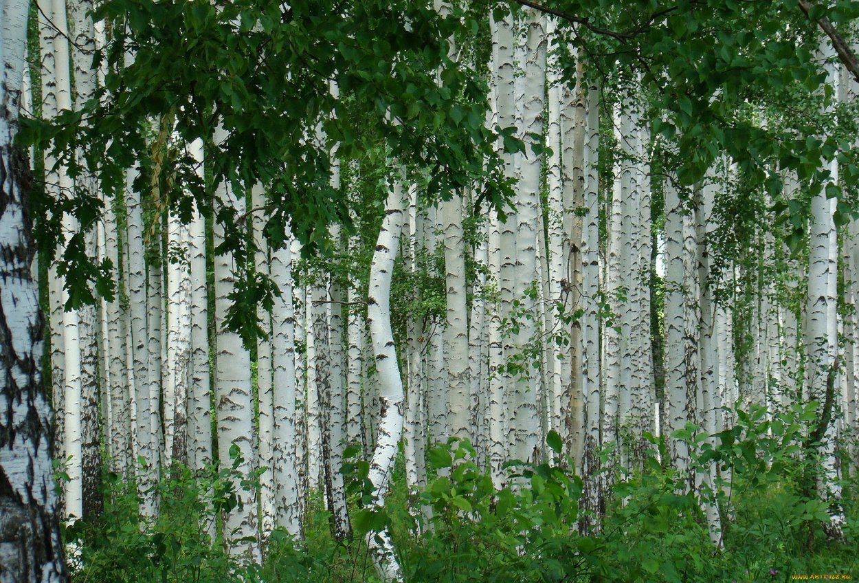 Береза повислая побег