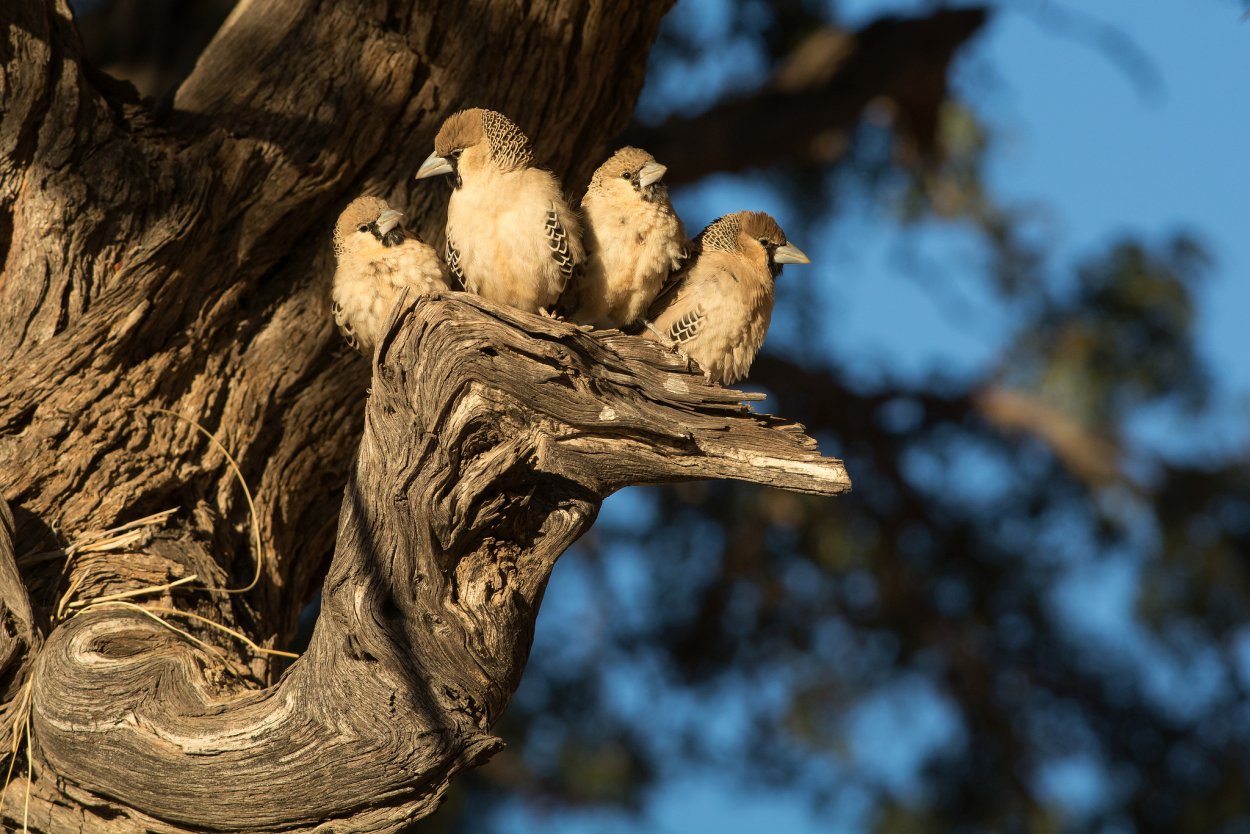 Птичка на дереве