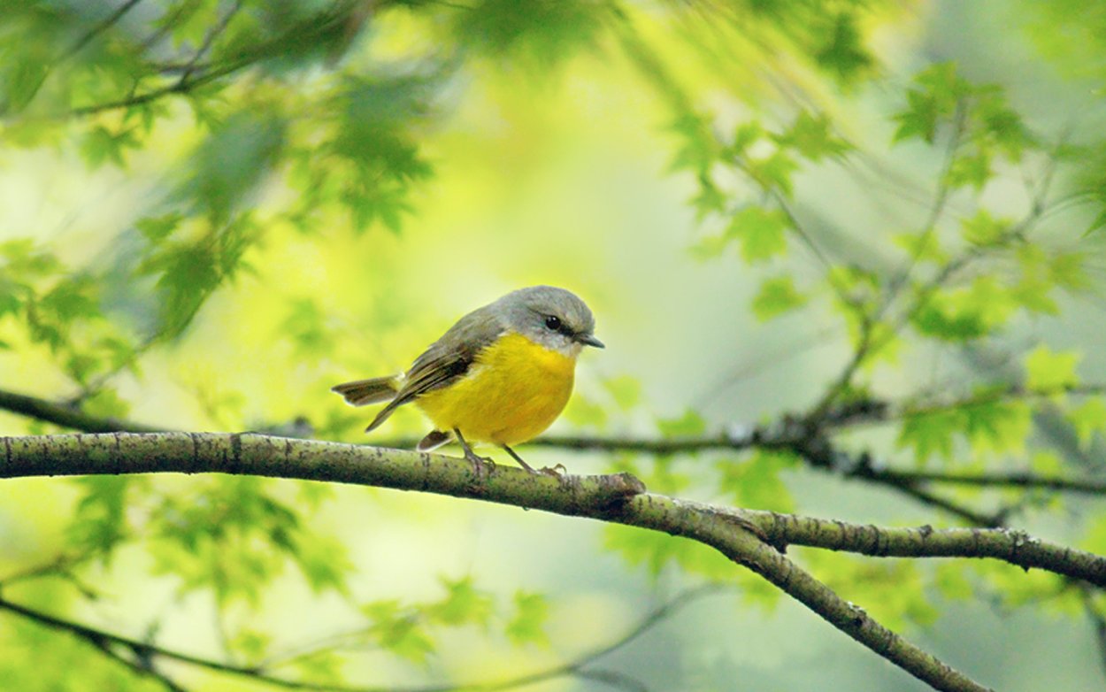 Птичка на дереве