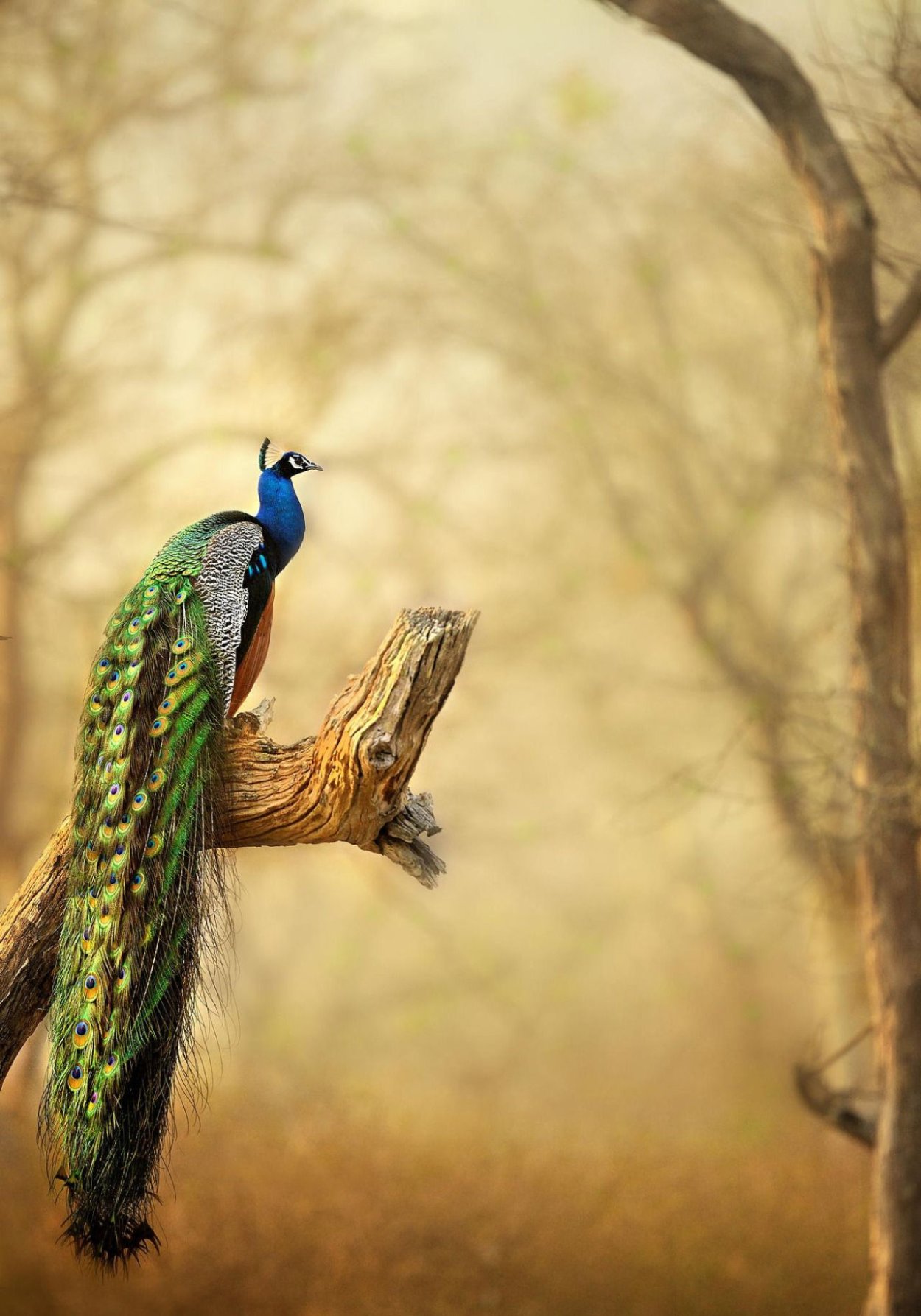 Красивые птицы Павлины