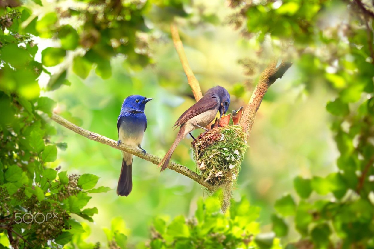 Две птицы на дереве