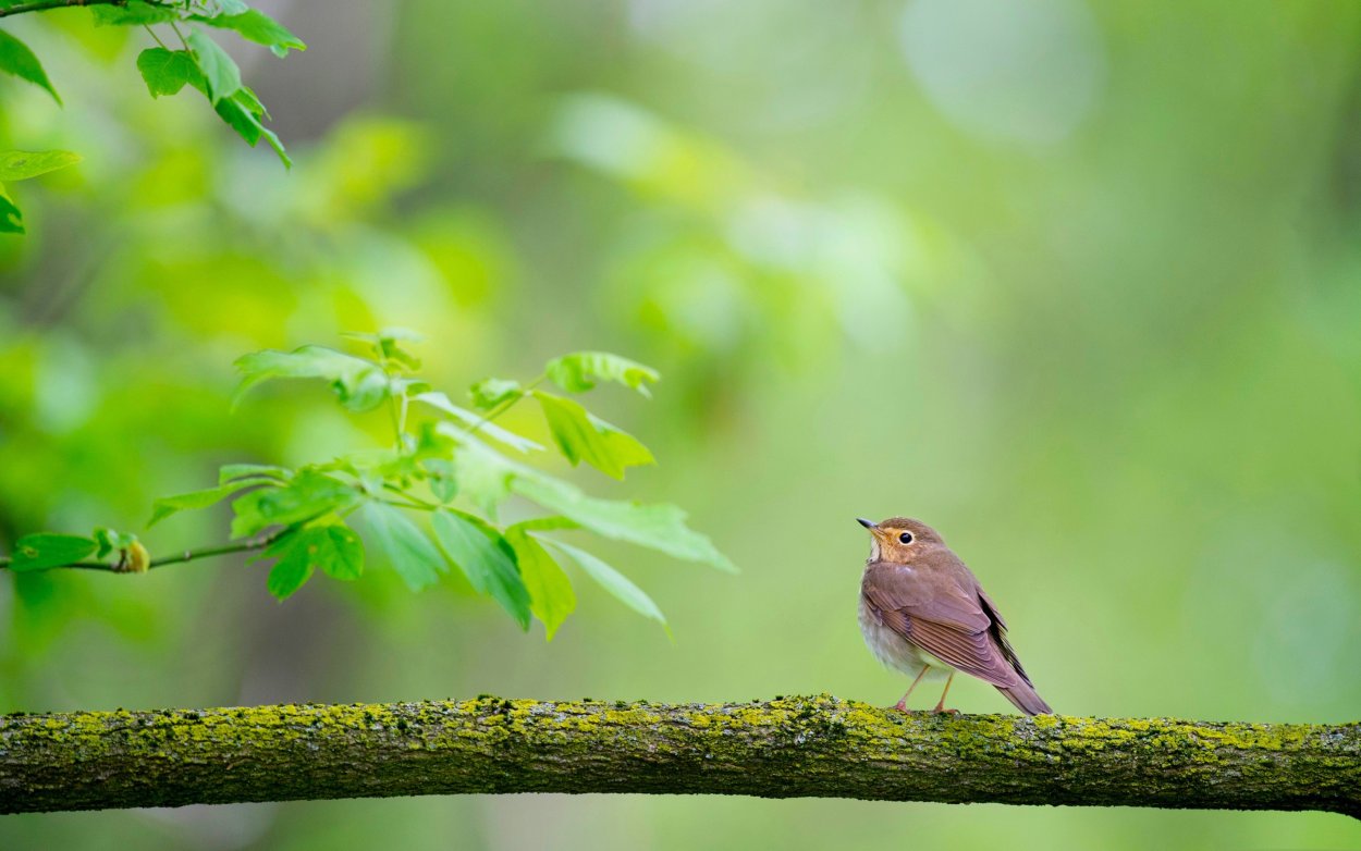 Природа лес птицы