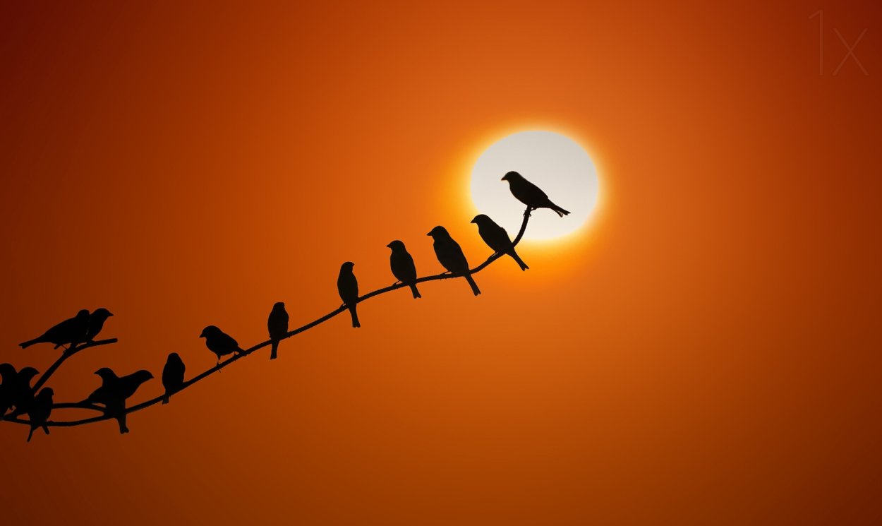 Птица на фоне восходящего солнца