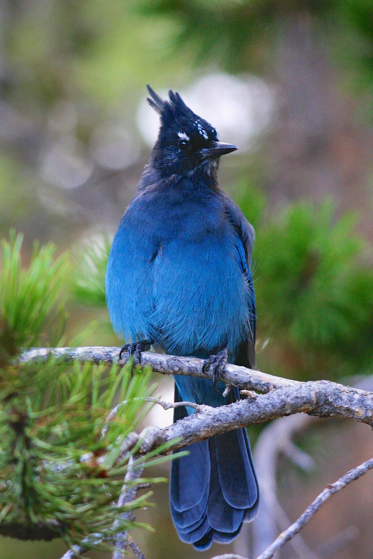 Голубокрылая Сойка